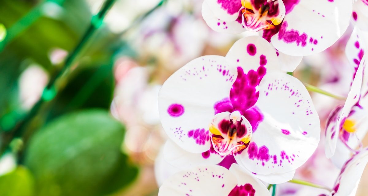 Orchideafarm a határ mellett