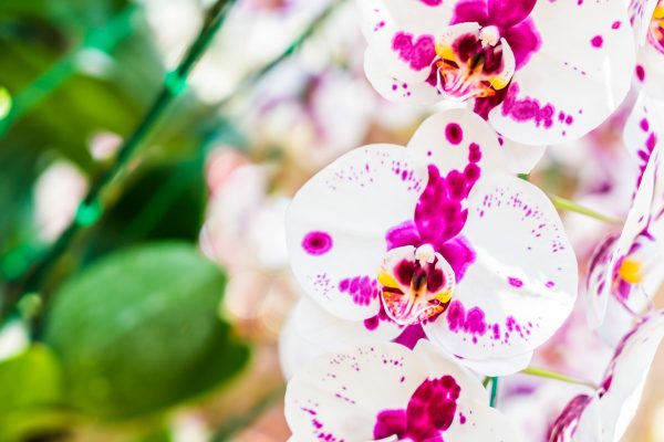 Orchideafarm a határ mellett
