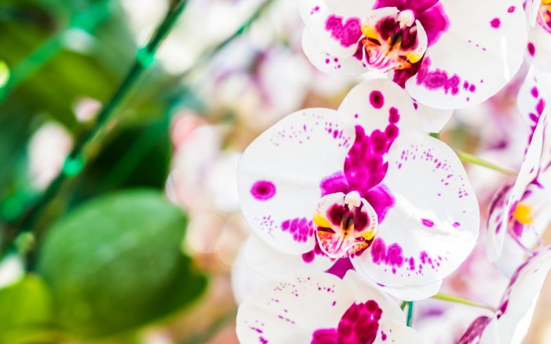 Orchideafarm a határ mellett